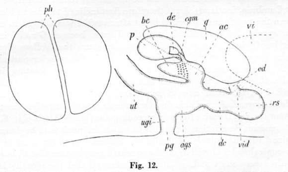 Image of (Castrada) borealis