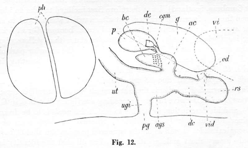 Image of (Castrada) borealis