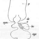 Image of (Castrada) borealis