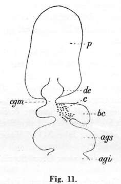 Image of (Castrada) borealis