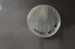 Image of Bacillus