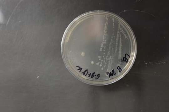 Image of Bacillus