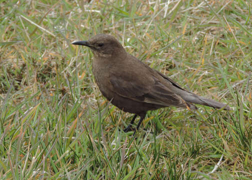 Image of Blackish Cinclodes