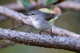 Image of Fan-tailed Gerygone