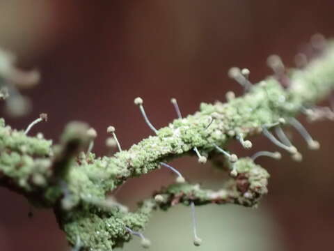 Image of needle lichen