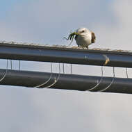 Image of Scissor-tailed Flycatcher