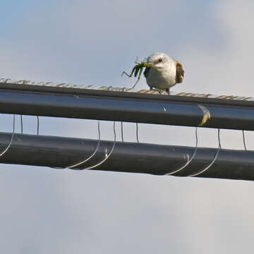 Image of Scissor-tailed Flycatcher