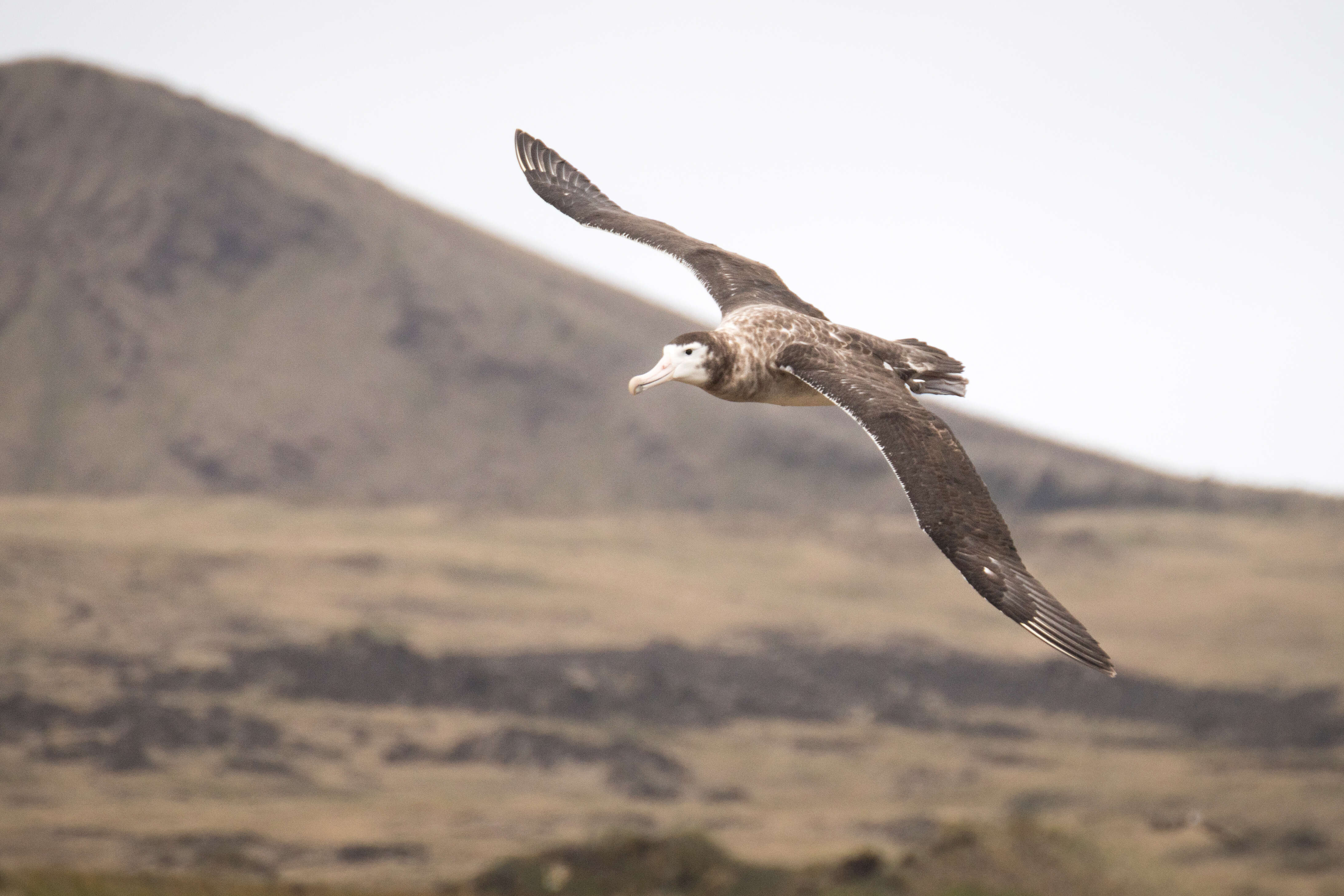 Image of Amsterdam Albatross