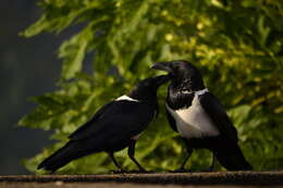 Image of Pied Crow