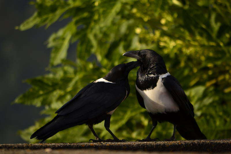 Image of Pied Crow