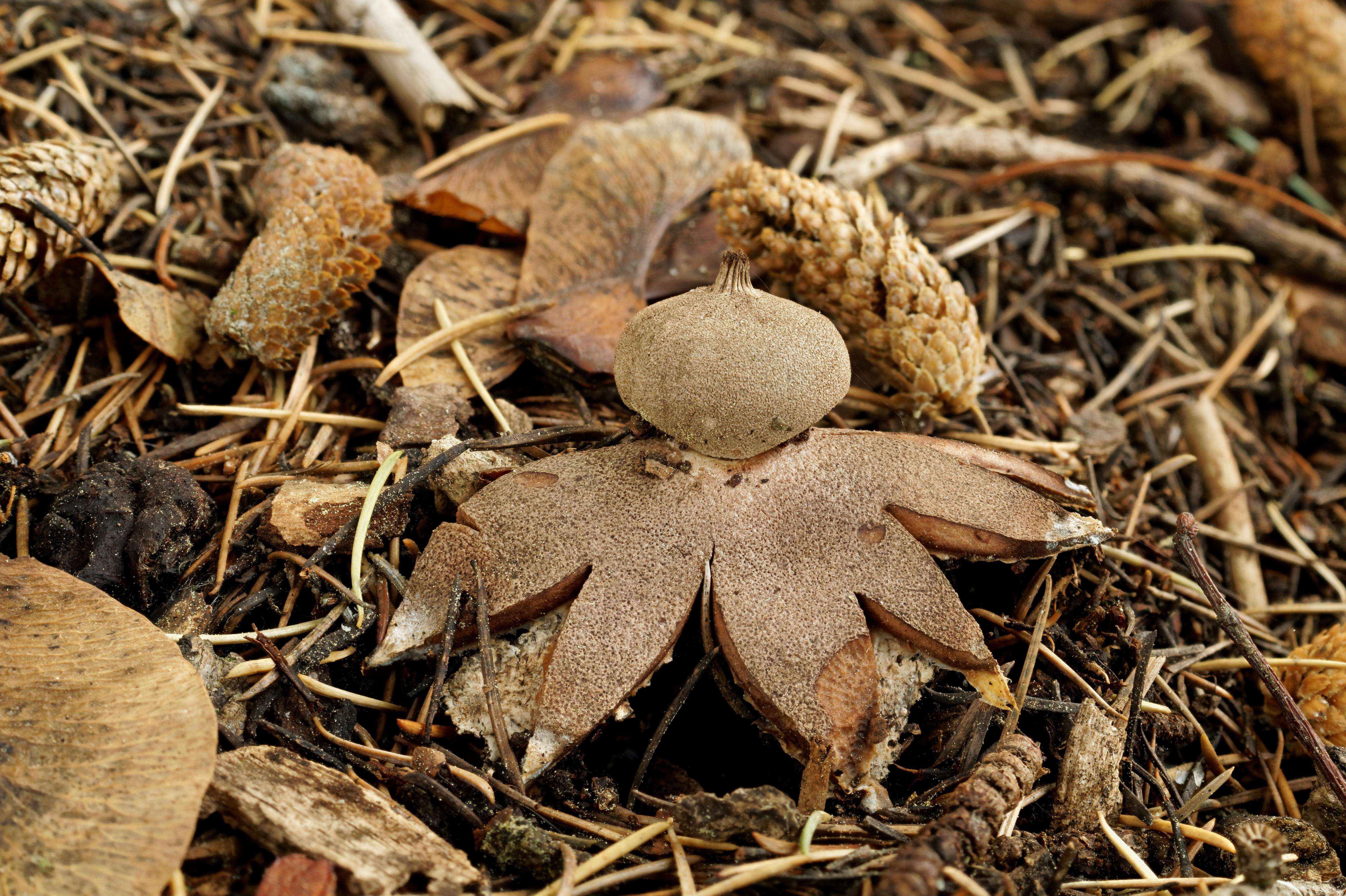 Image of Geastrum campestre Morgan 1887