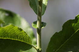 Image of eared willow