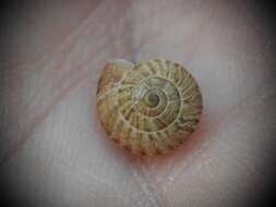 Image of Maritime gardensnail