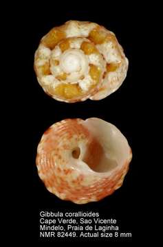 Image of Trochida