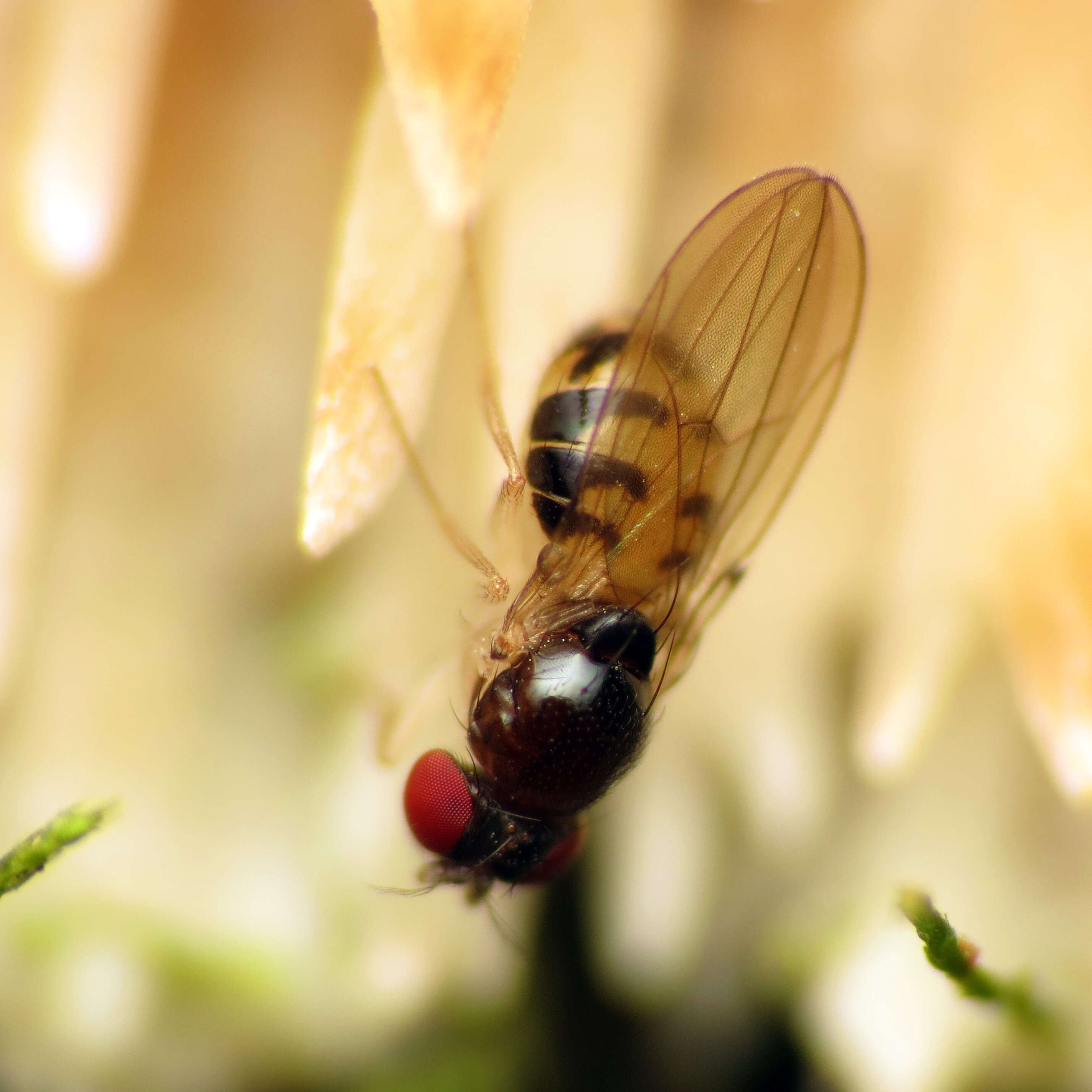 Image of Mycodrosophila dimidiata (Loew 1862)