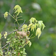 Image of Baltimore Oriole