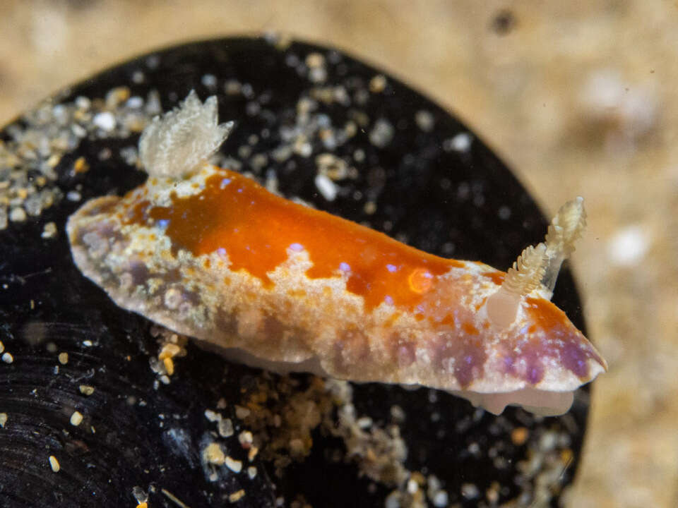 Image of Chromodoris alternata (Burn 1957)