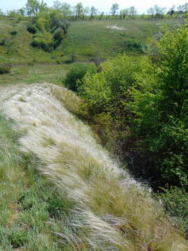 Image of Needle Grass