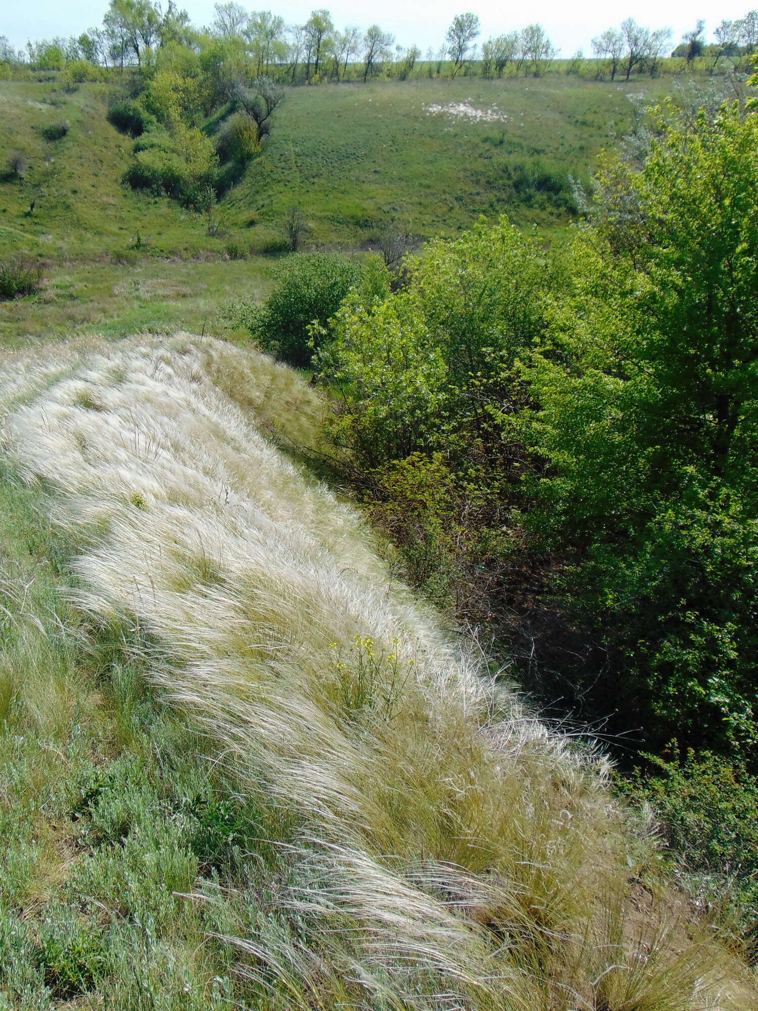 Plancia ëd Stipa lessingiana Trin. & Rupr.