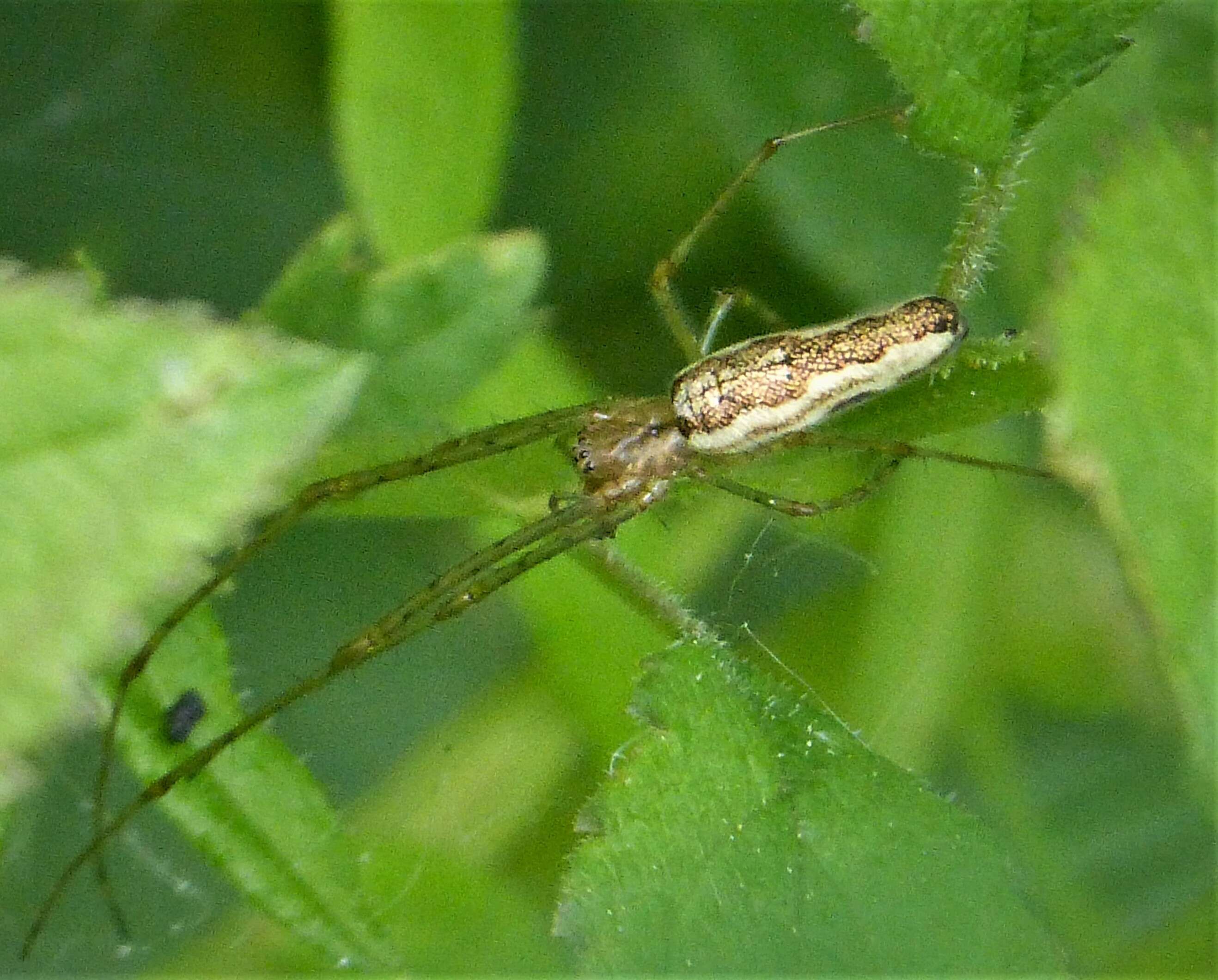 Image of Tetragnatha montana Simon 1874