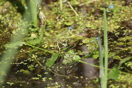 Image of Azure Bluet