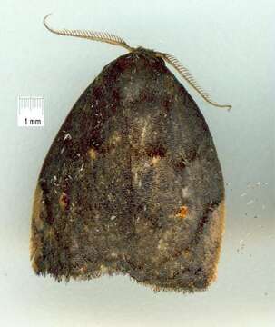 Image of Hemonia micrommata Turner 1899