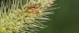 Image of Pachygrontha antennata (Uhler & P. R. 1860)