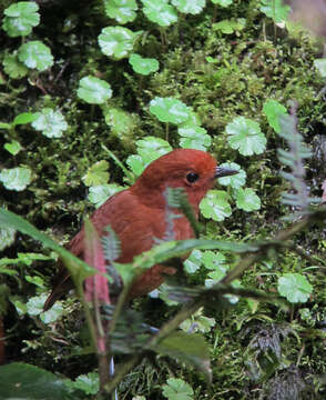 Image of Rufous Antpitta