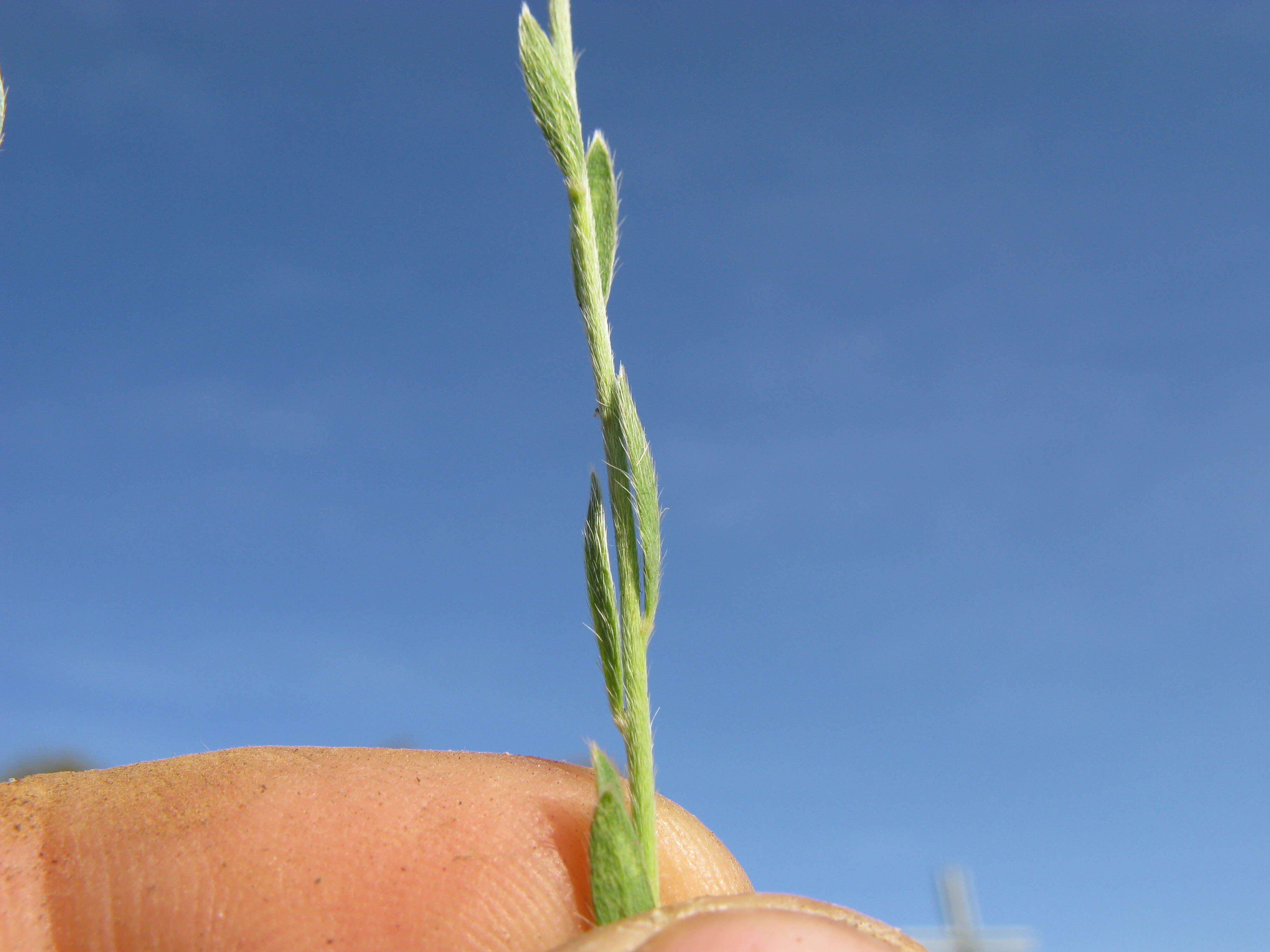 Image of Pimelea curviflora R. Br.