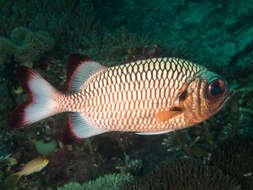 Image of Blackfin Soldierfish