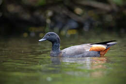 Image of Paradise Shelduck