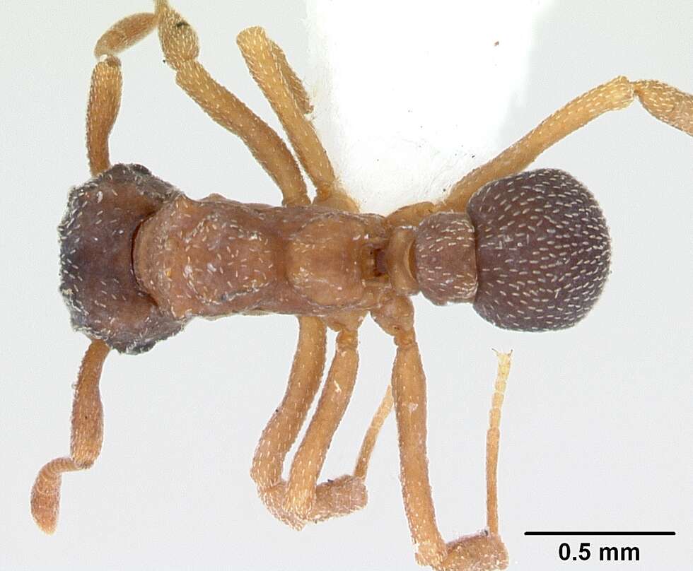 Image de Cyphomyrmex rimosus (Spinola 1851)