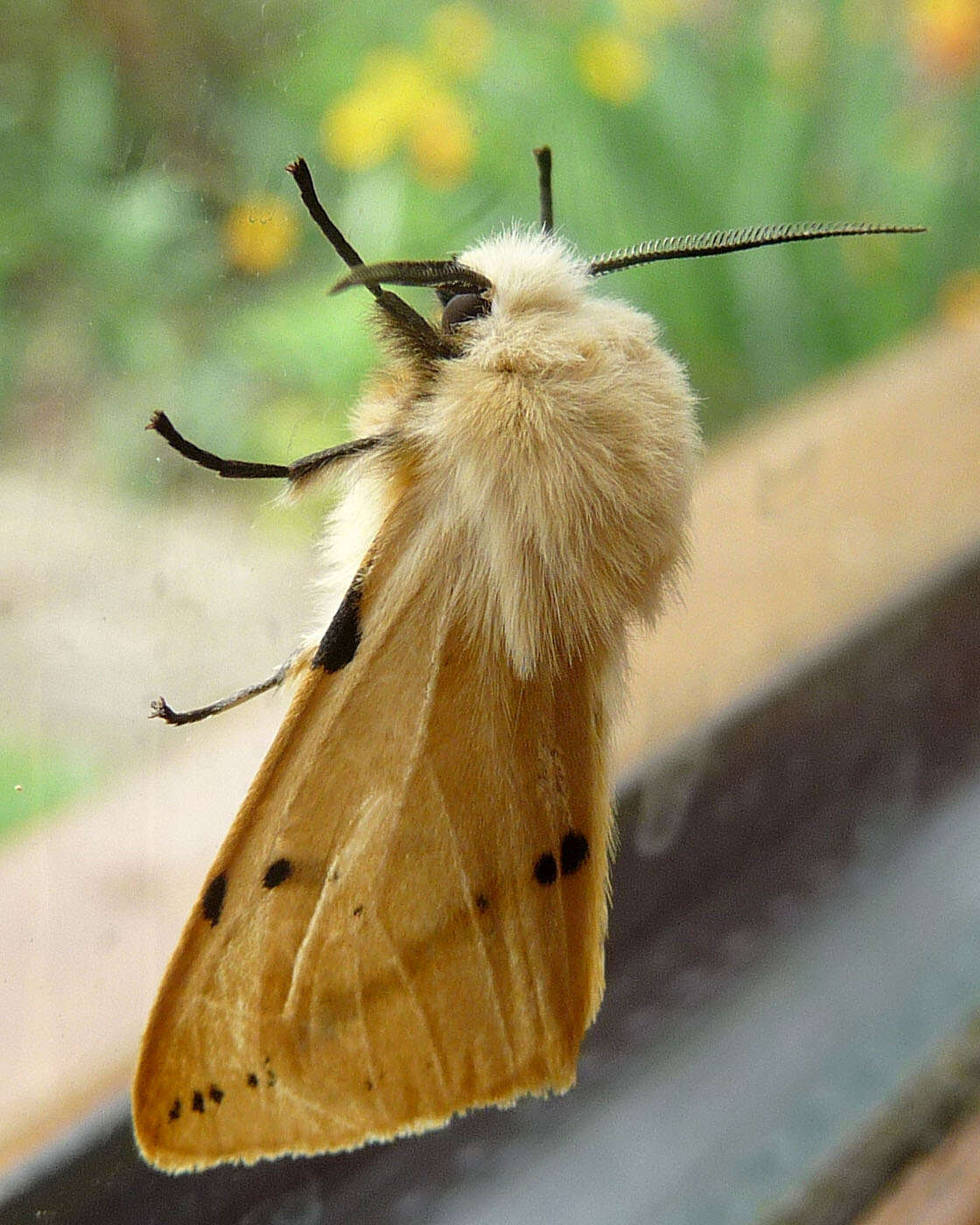 Image of Spilosoma lutea Hüfnagel 1766