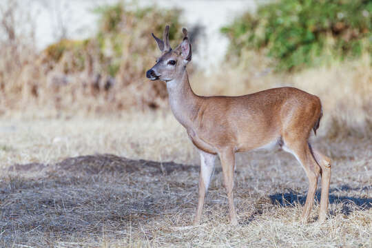 Image of Columbian black-tailed deer