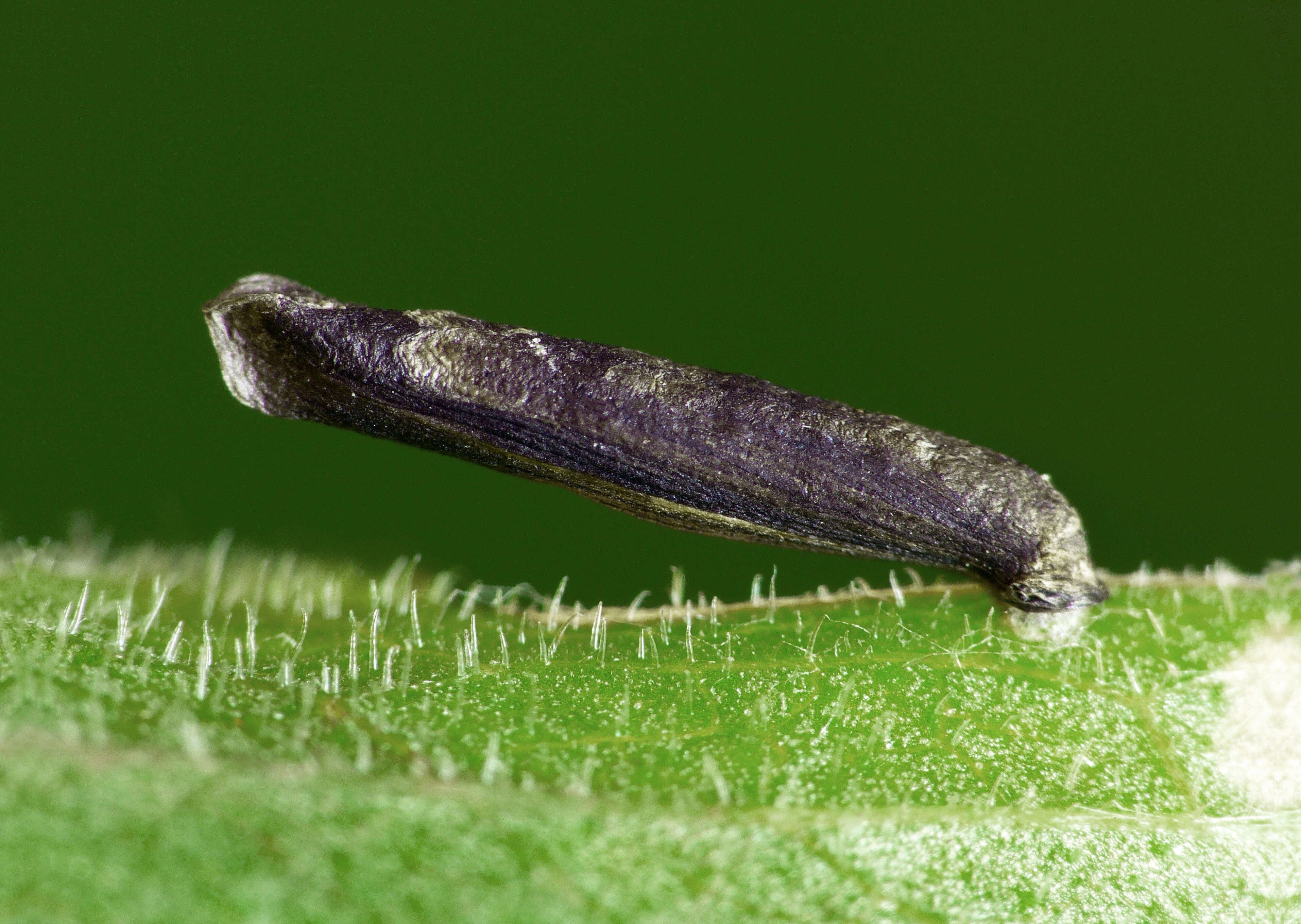 Coleophora paripennella Zeller 1839的圖片