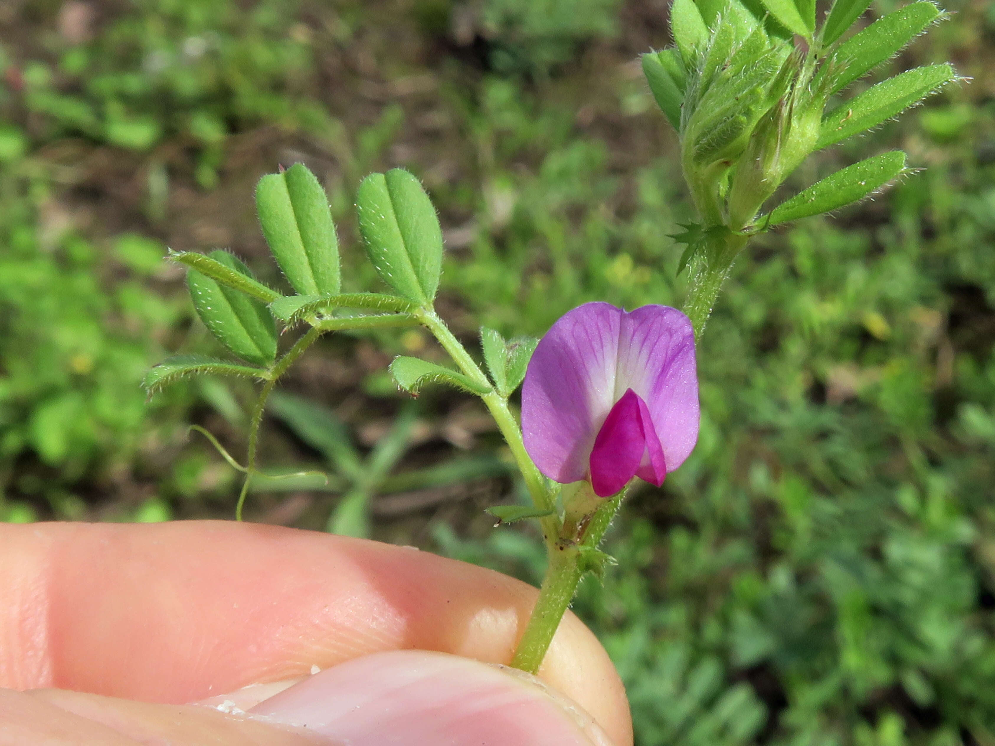 Image of Common Vetch