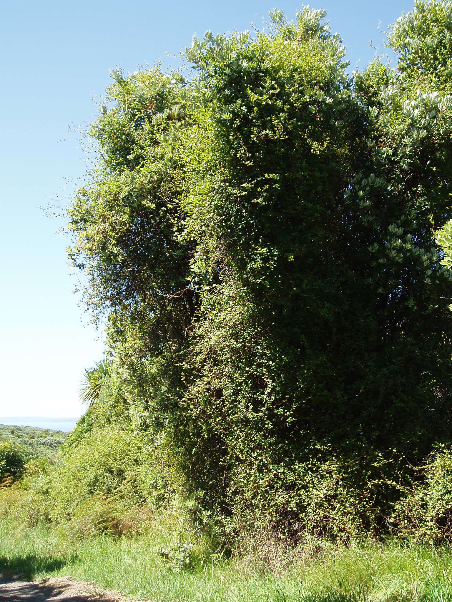 Image of Muehlenbeckia australis (Forst. fil.) Meisn.