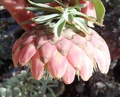 Image of Protea sulphurea Phillips