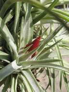 Imagem de Tillandsia kammii Rauh