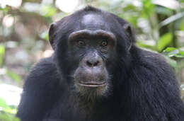 Image of Eastern Chimpanzee