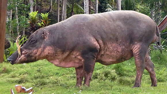 Image of Malenge Babirusa