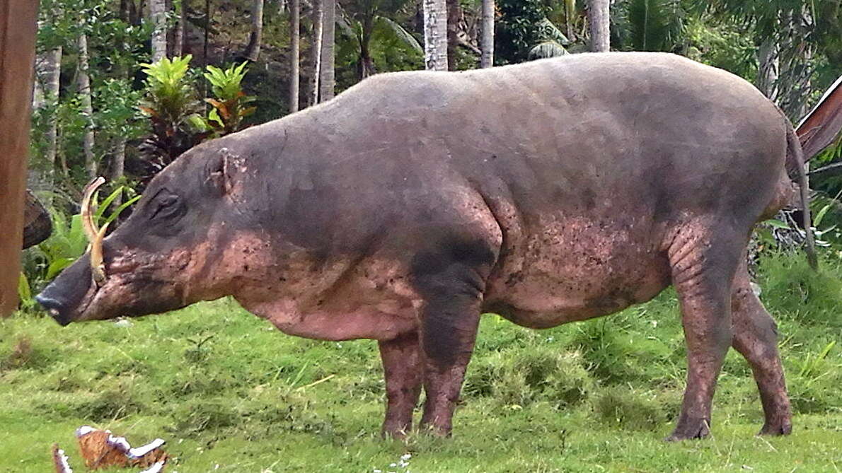 Image of Malenge Babirusa