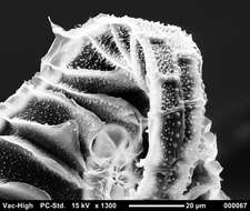 صورة Brachythecium salebrosum W. P. Schimper ex B. S. G. 1853