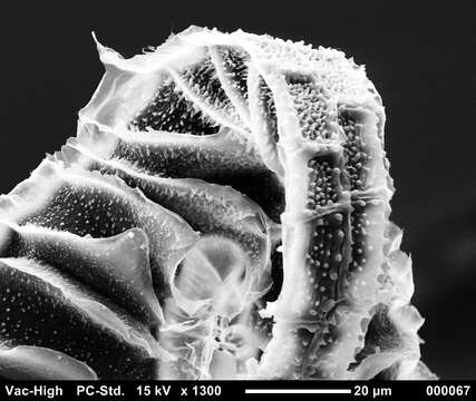 صورة Brachythecium salebrosum W. P. Schimper ex B. S. G. 1853