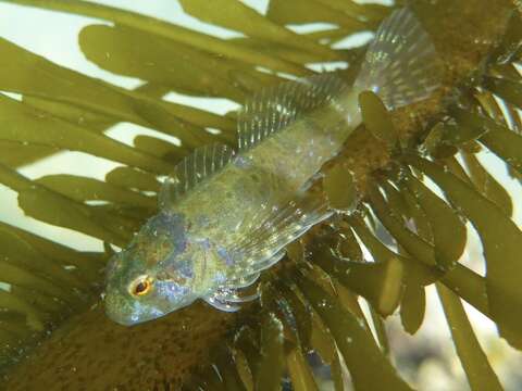 Image of Bald sculpin