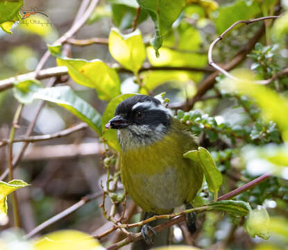 Image of Sooty-capped Bush Tanager