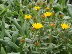 Image of Curly-cup gumweed