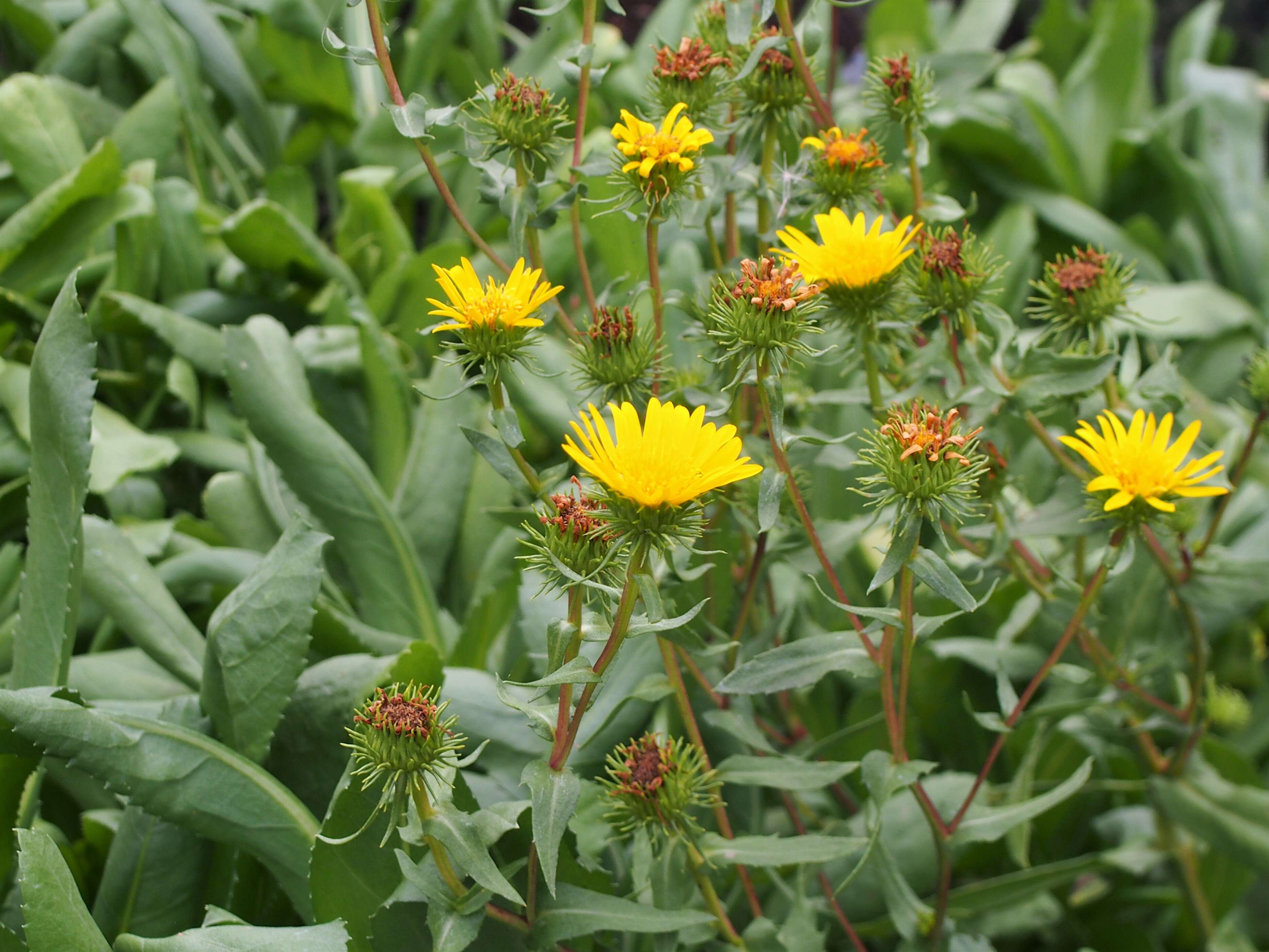 Image of Curly-cup gumweed