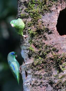 Image of Spectacled Parrotlet