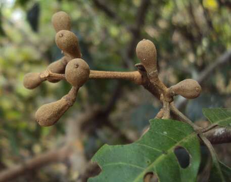 Image of Aglaia elaeagnoidea